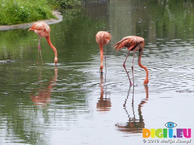 FZ029593 Caribbean Flamingos (Phoenicopterus ruber)